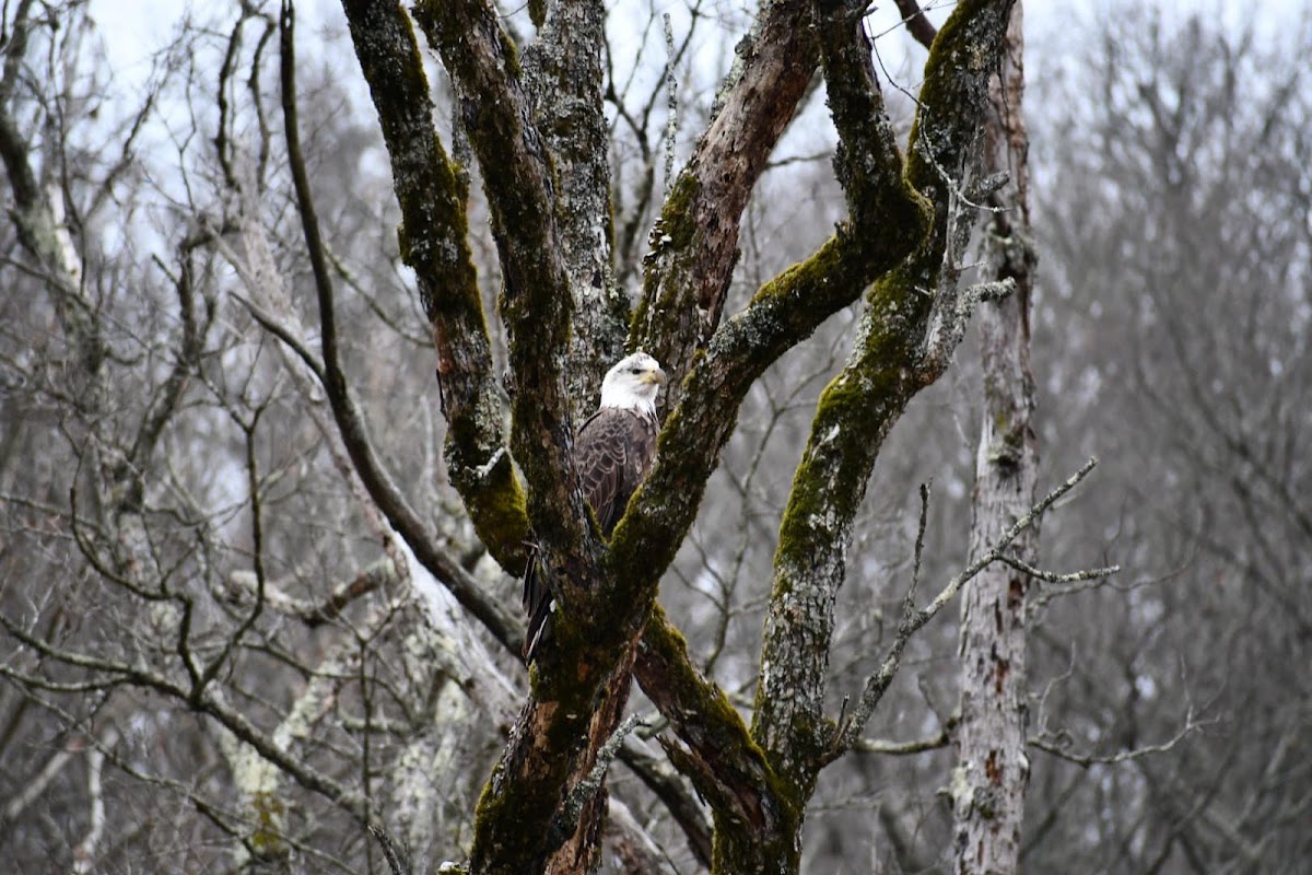 Rainbow Trout and Game Ranch, Inc. Photo 6