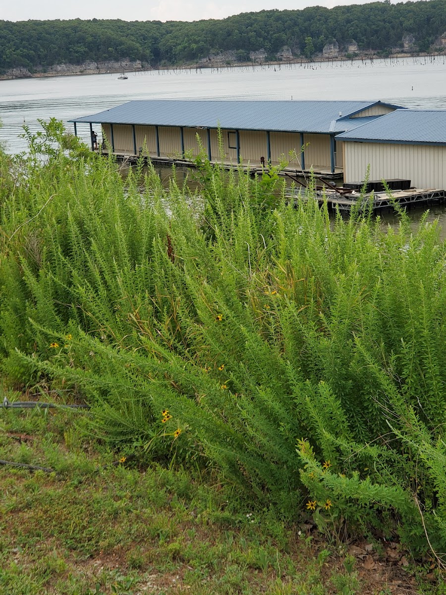 Bucksaw Resort & Marina Photo 5