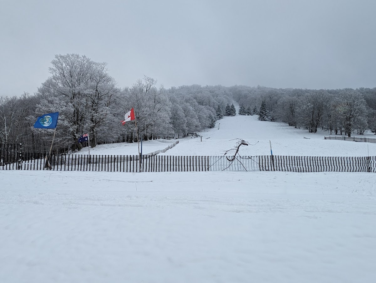 White Grass Photo 2